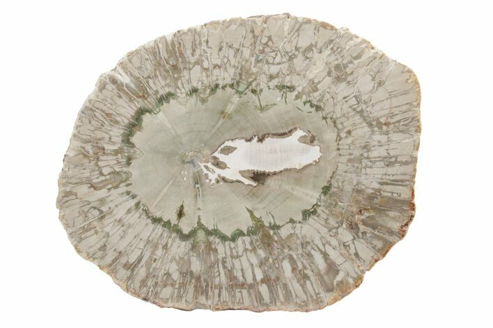 Polished, Petrified Wood Round - Madagascar #217097